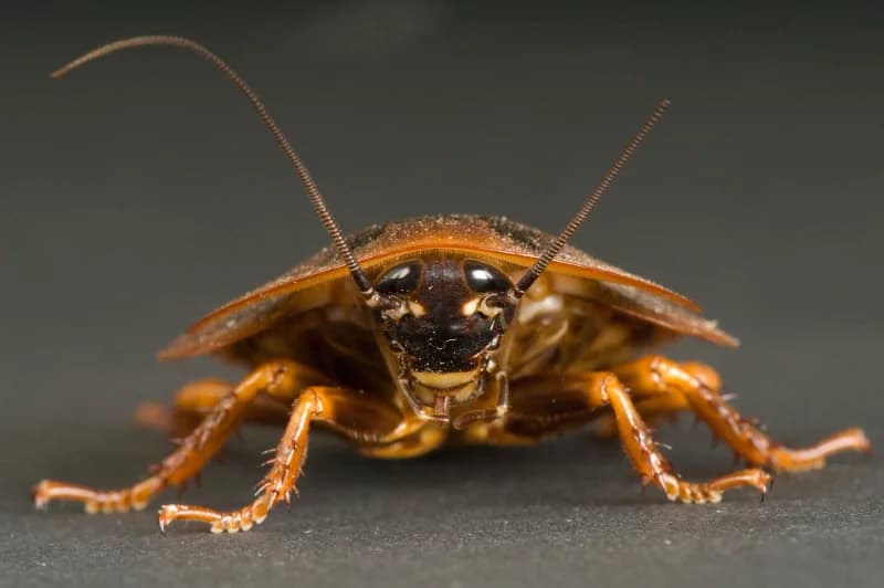 Sumit_cockroach