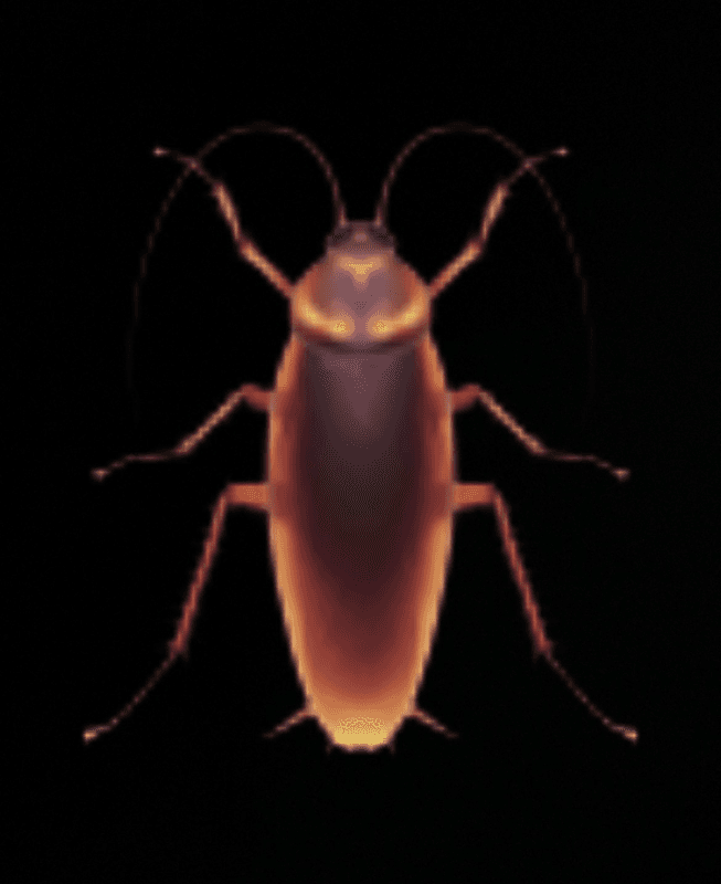 Cockroach@11 